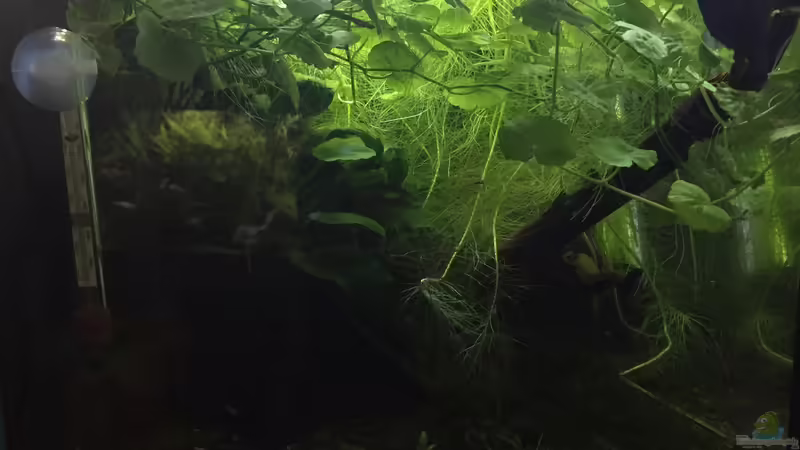 Kampffisch (m) von Danny (22)