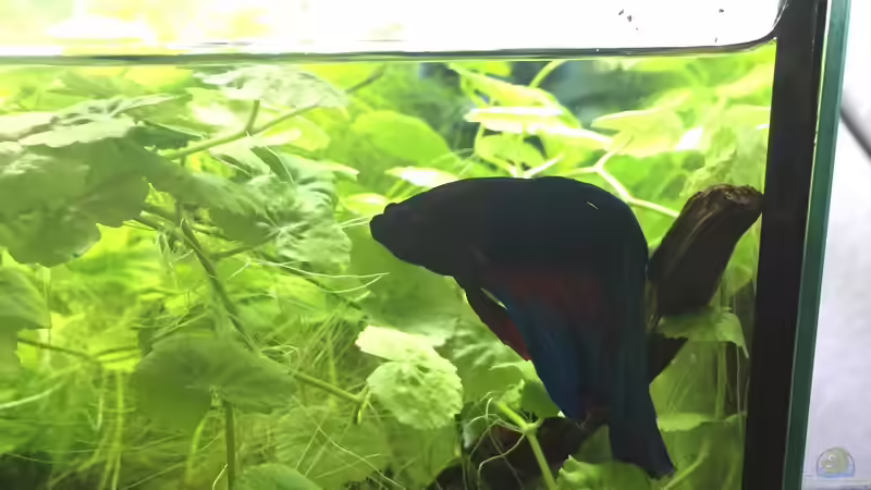 Kampffisch (m) von Danny (24)