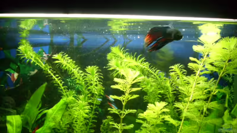 Kampffisch Männchen von Mario Hey (4)