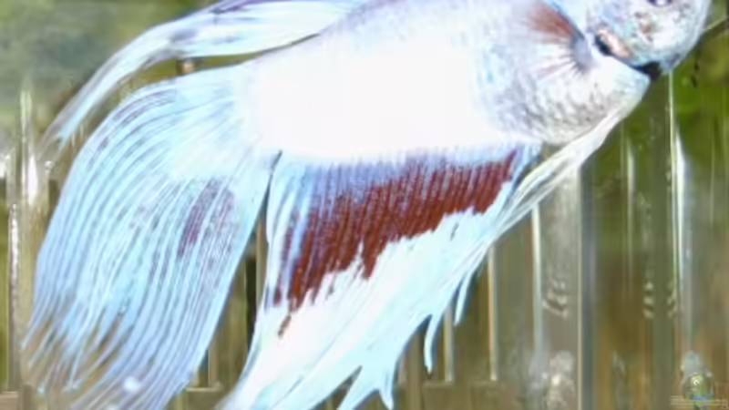 Kampffisch Männlich von Enrico Bergmann (20)