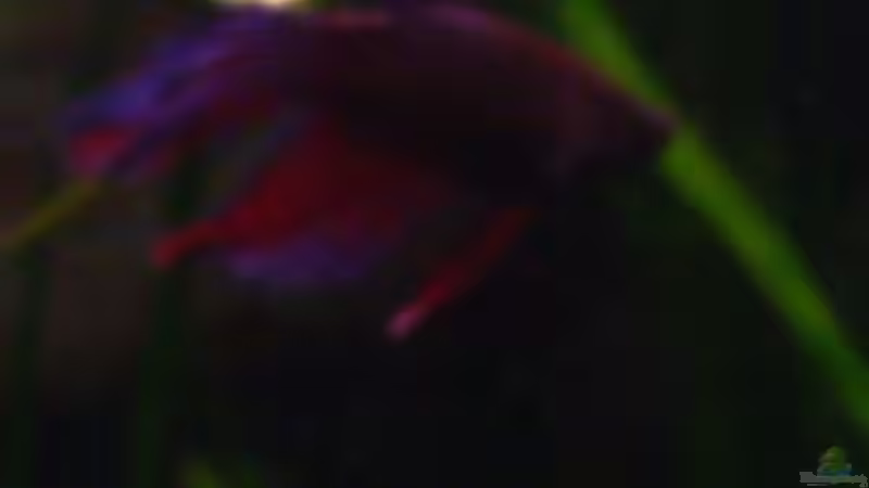 Kampffisch (Manfred :-)) von Daniela Daum (29)