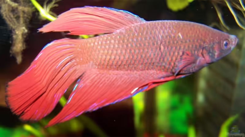 Kampffisch Mann. von Daniel Bröker (5)