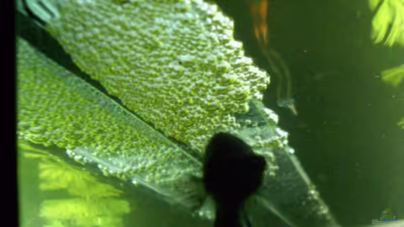 Kampffisch mit Schaumnest von Mario Hey (6)