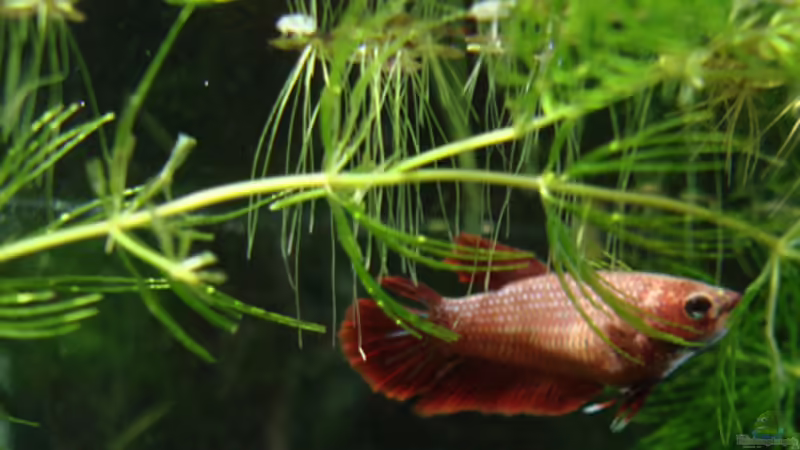 Kampffisch-Nano von Aquilegia (1)