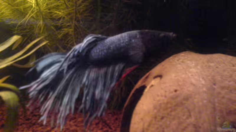 Kampffisch von Iglomer (7)