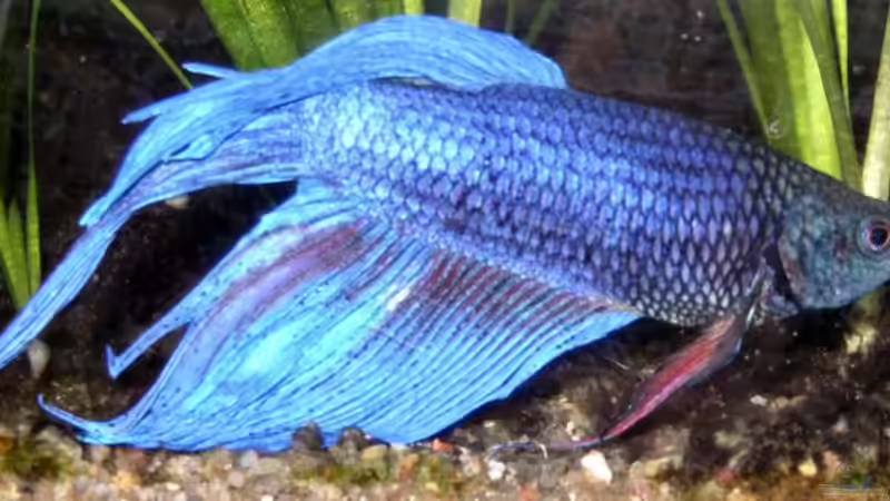 Kampffisch von Jannik Fromm (2)