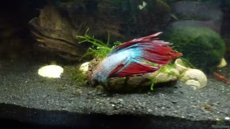 Kampffisch von Jessi & Daniel (10)