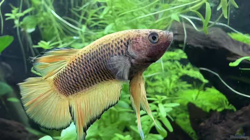 Kampffisch von Manuela (3)