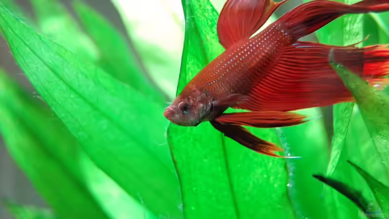 Kampffisch von uschn (11)