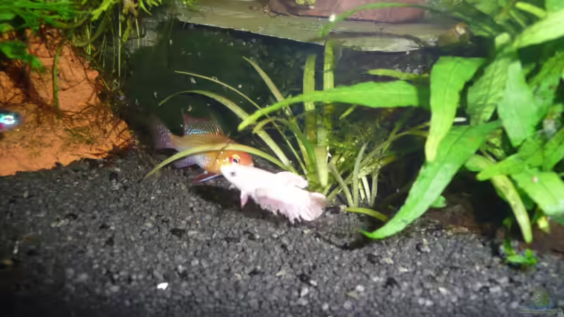 Kampffisch W und SBB M von Aqualady (9)