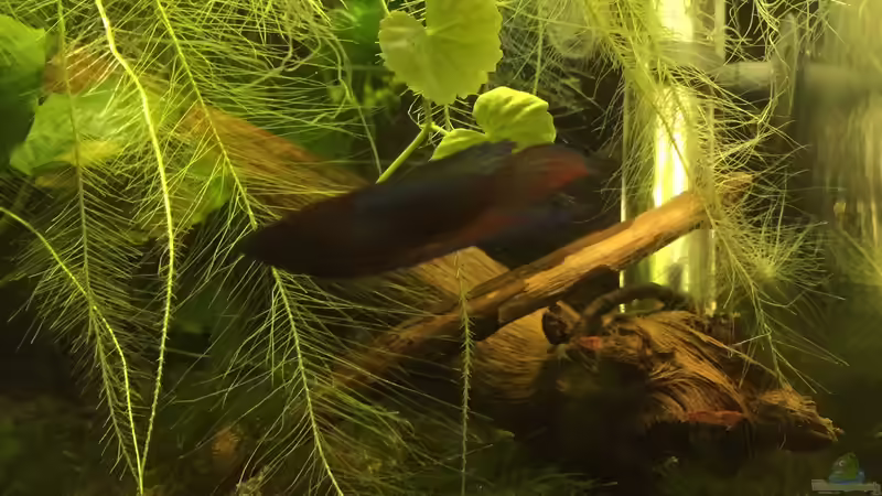 Kampffisch (w) von Danny (23)