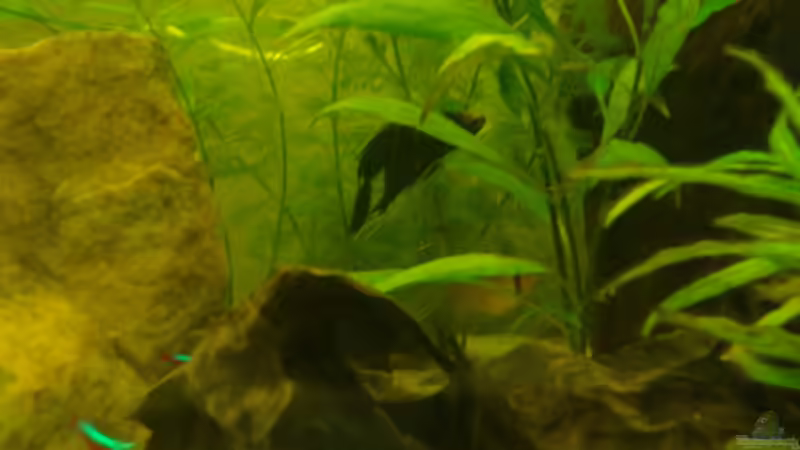 kampffisch war mal komplett blau nun weiß rote stirn von Manuel Pieper (15)