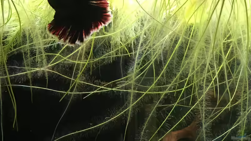 Kampffisch zwischen Wurzeln des Froschbiss  von Ottche (49)