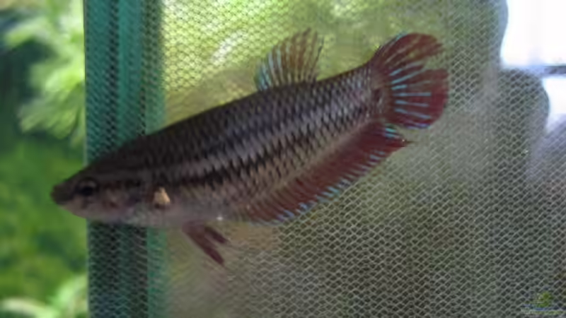 Kampffischfrau Rot von Daniel Knott (11)