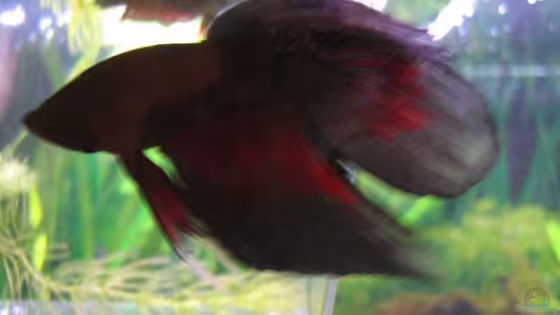 Kampffischmann Profil von Daniel Knott (7)