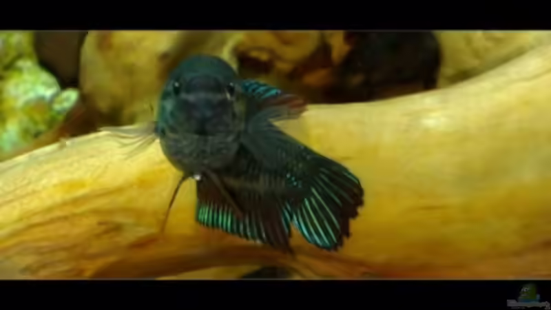 Kampffischweibchen Berta von Knypser (6)