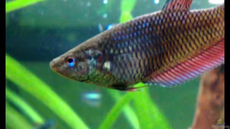 Kampffischweicbchen Dora von Knypser (3)