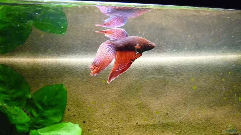 Kampfisch von BenoN (14)