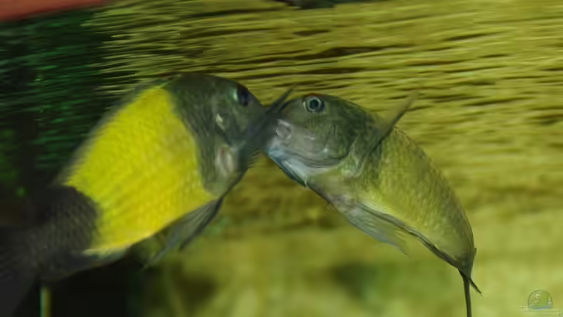 Kampfszene von Ikolaner (38)