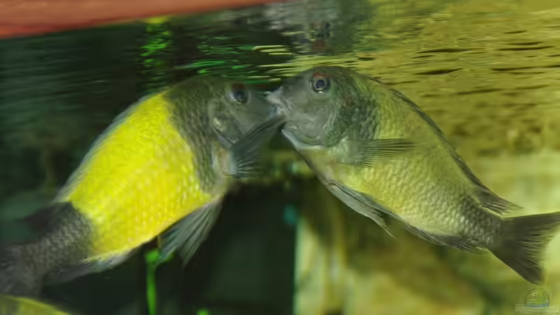 Kampfszene von Ikolaner (39)