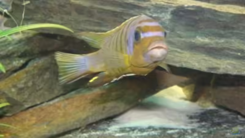 kann aber auch mal in die Kamera lächeln :-) von malawi74 (32)