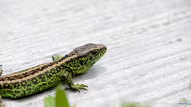 Kann ein Terrarium in Deutschland im Freien gebaut werden?