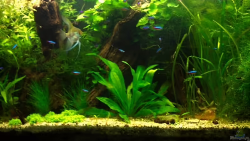 Kann leider nich gut knipsen ^^ von kn1xeee (1)