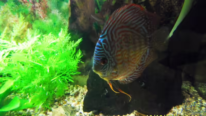 kann man auf dem Bild nicht richtig sehen, kleine garnrlen red rusty von Ulrich Sauerhering (29)