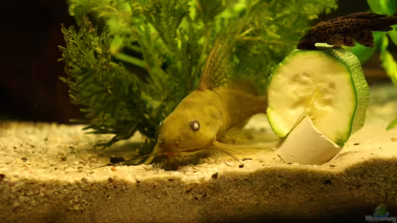 kann mir einer bei der bestimmung helfen ? von schnapper (46)