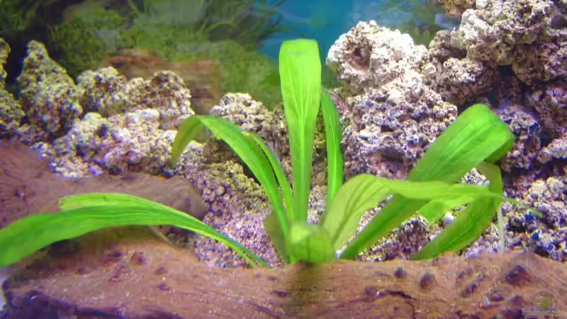 Kann mir jemand den Namen sagen? von Thomas Kuban (7)