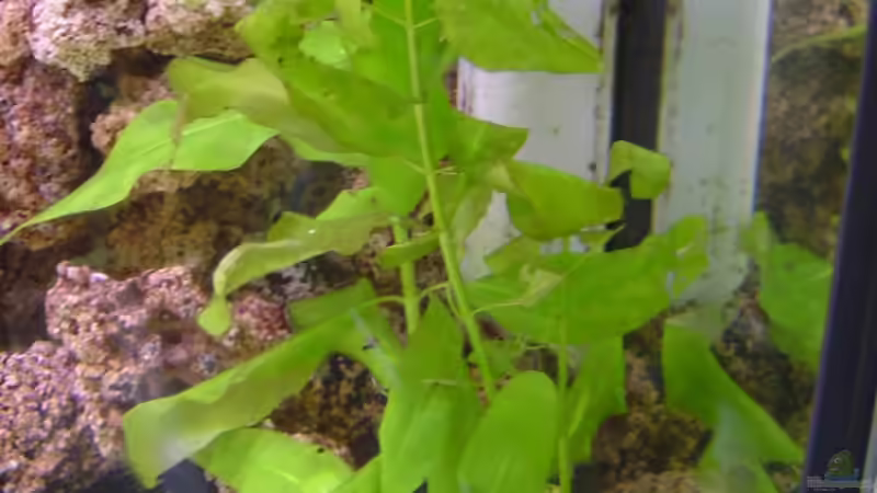 Kann mir jemand den Namen sagen? von Thomas Kuban (8)