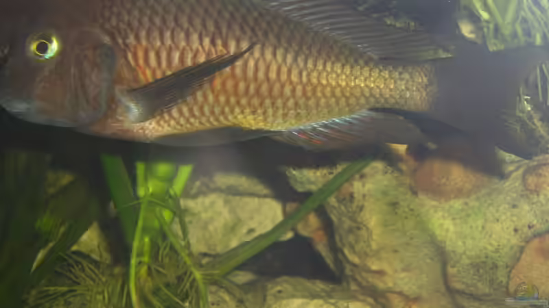 kann mir jemand die genaue Art nennen ?! (wurde mit der Gruppe Moliro´s Ã¼bernommen) von Sven Ufer (11)