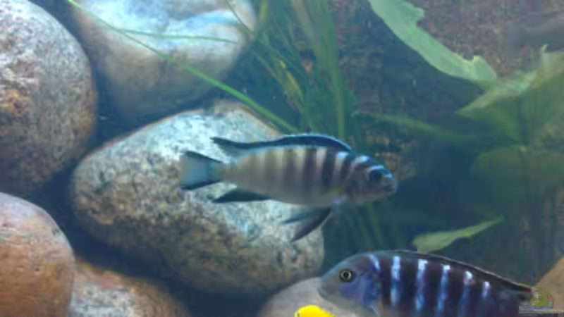 kann mir jemand diese beiden Arten sagen? von banditbart (8)