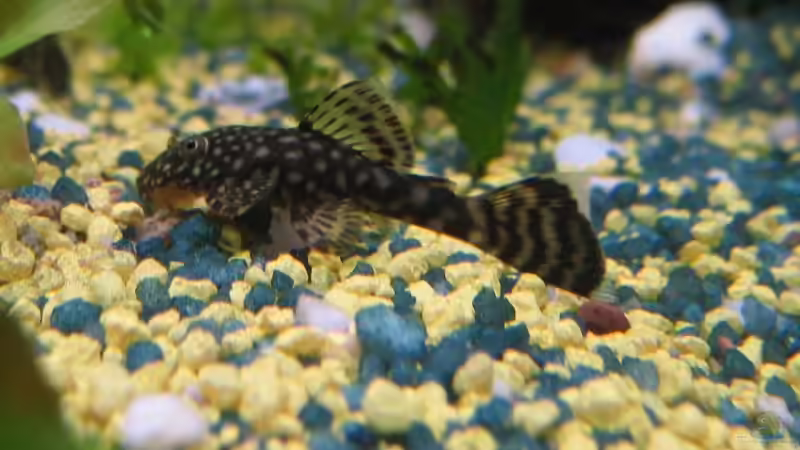 Kann mir jemand sagen, ob das wirklich Antennenwelse werden/sind? von Gaspode (26)