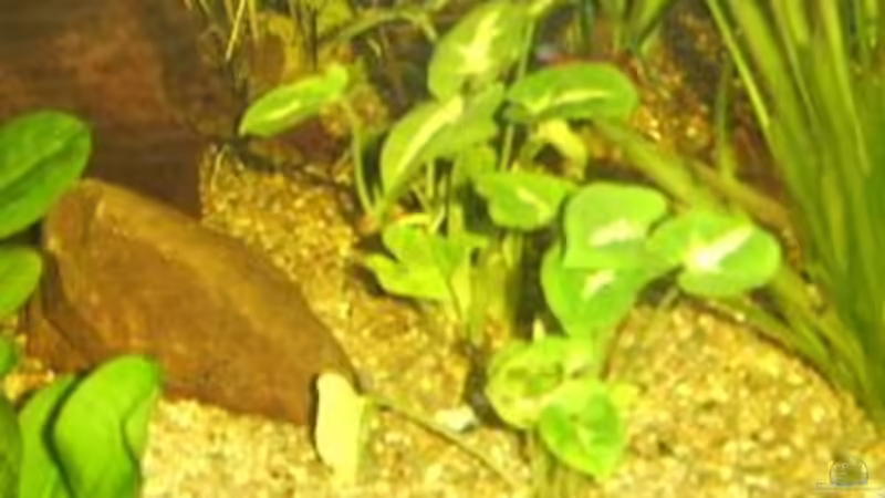 Kann mir jemand sagen was das für eine Pflanze ist? von Butterblume (6)