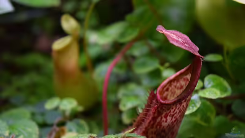 Kannenpflanze von Junglist (29)