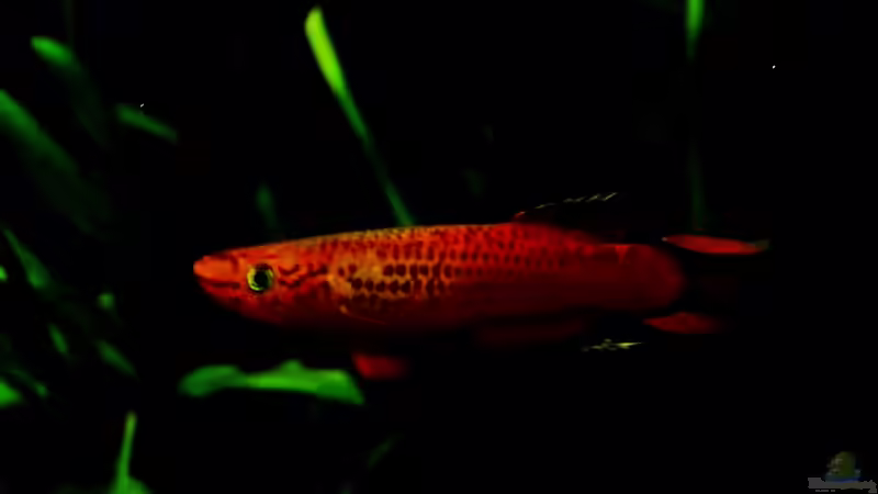 Kap Lopez  (nicht mehr im Bestand) von snooze (37)