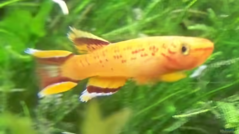 Kap Lopez Männchen von Inz (20)