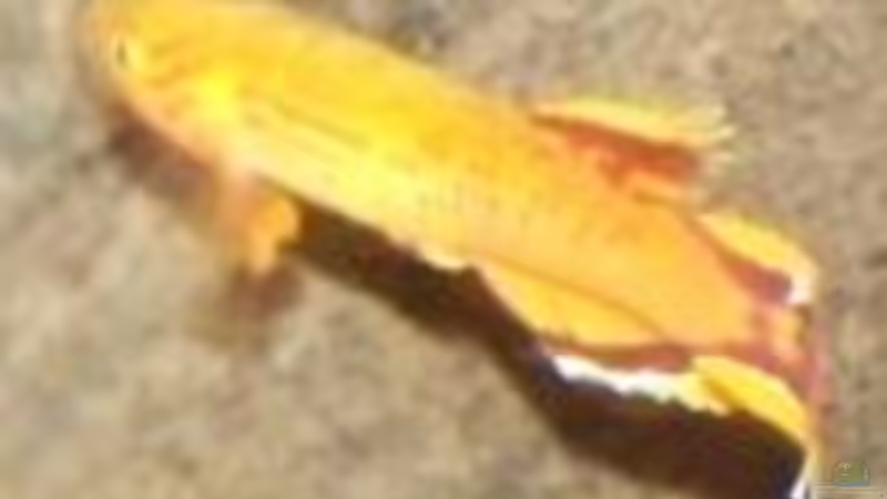 Kap Lopez Männchen von Inz (22)