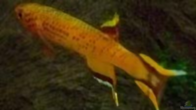 Kap Lopez Männchen von Inz (23)