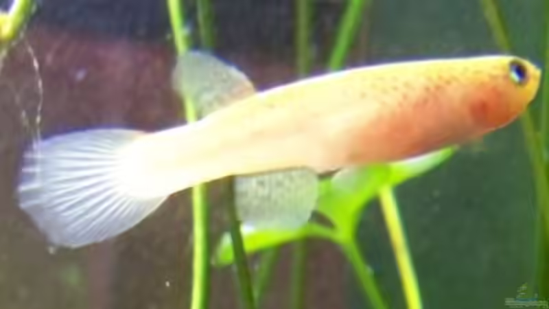 Kap Lopez Weibchen von Inz (18)