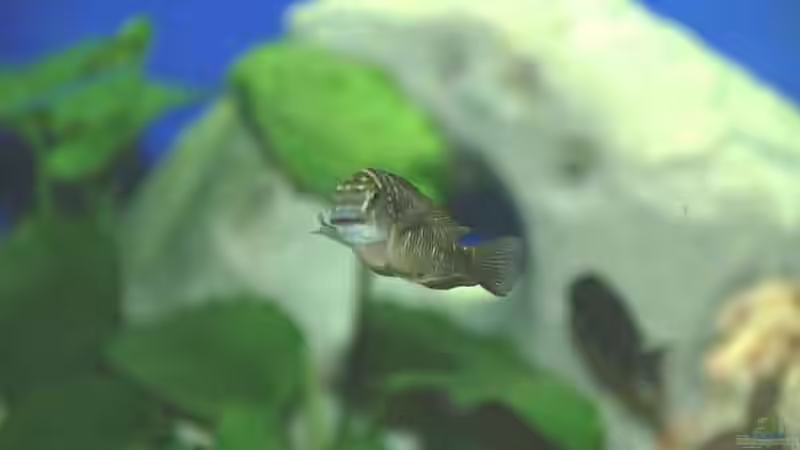 Kapamba von Rainer König (16)