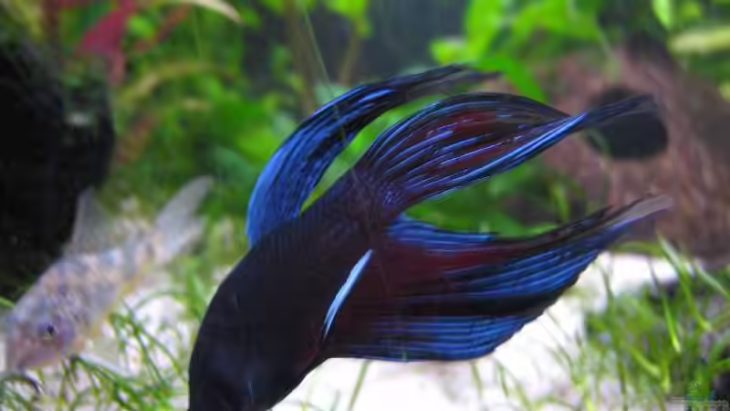 Kapffischmann von Daniel Knott (6)