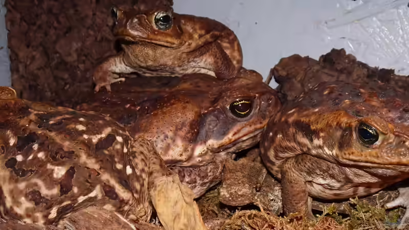 Karambolage von Cichliden-Kabuff (23)