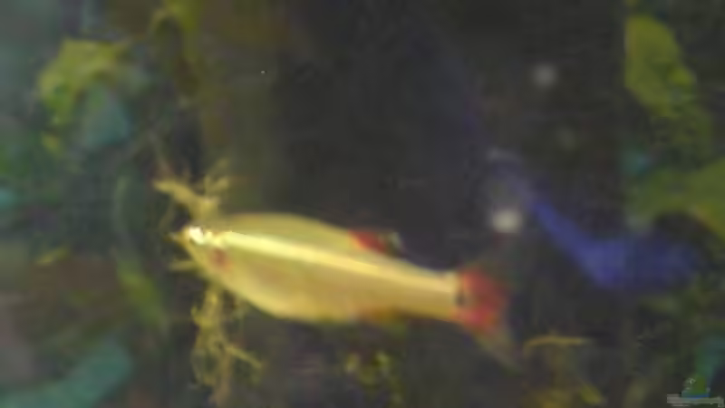 Kardinaelchen von Patrick Huber (2)