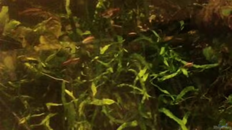 Kardinälchen von Wasserstern ALK (10)