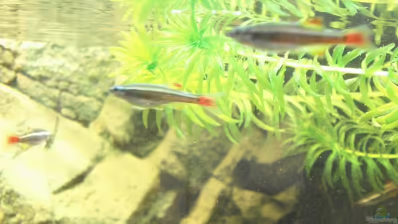 Kardinäle (nicht sehr fotogen ;-) ) von Stephan (15)