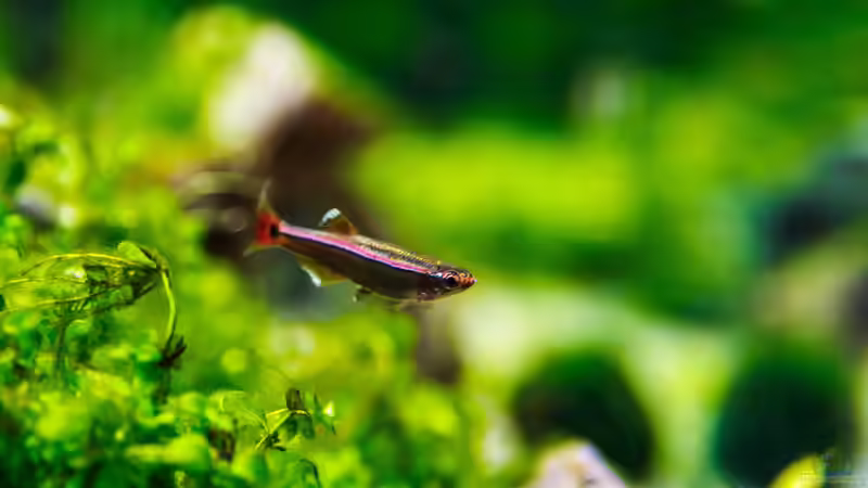 Kardinal von TommyR (31)