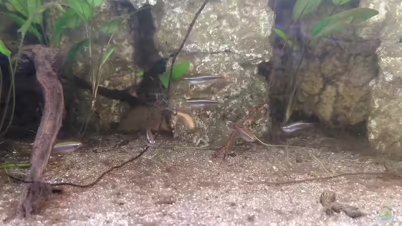 Kardinalbarben von Stephi (11)