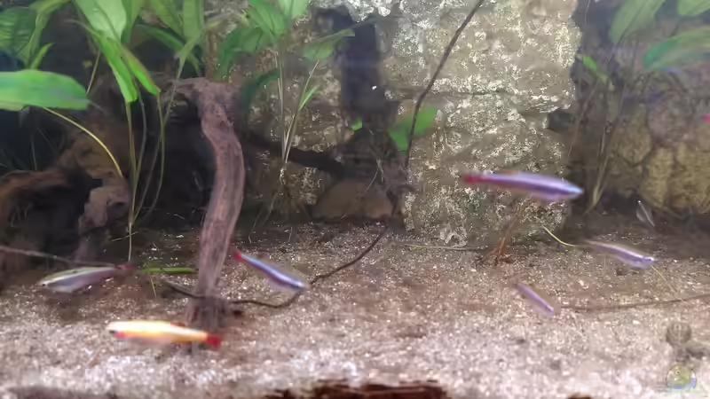 Kardinalbarben von Stephi (12)